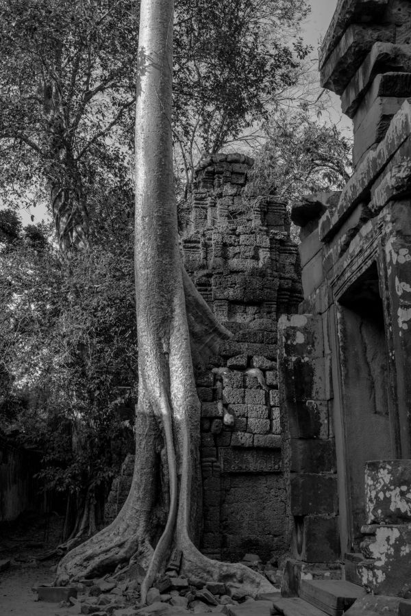 ta prohm-120.jpg